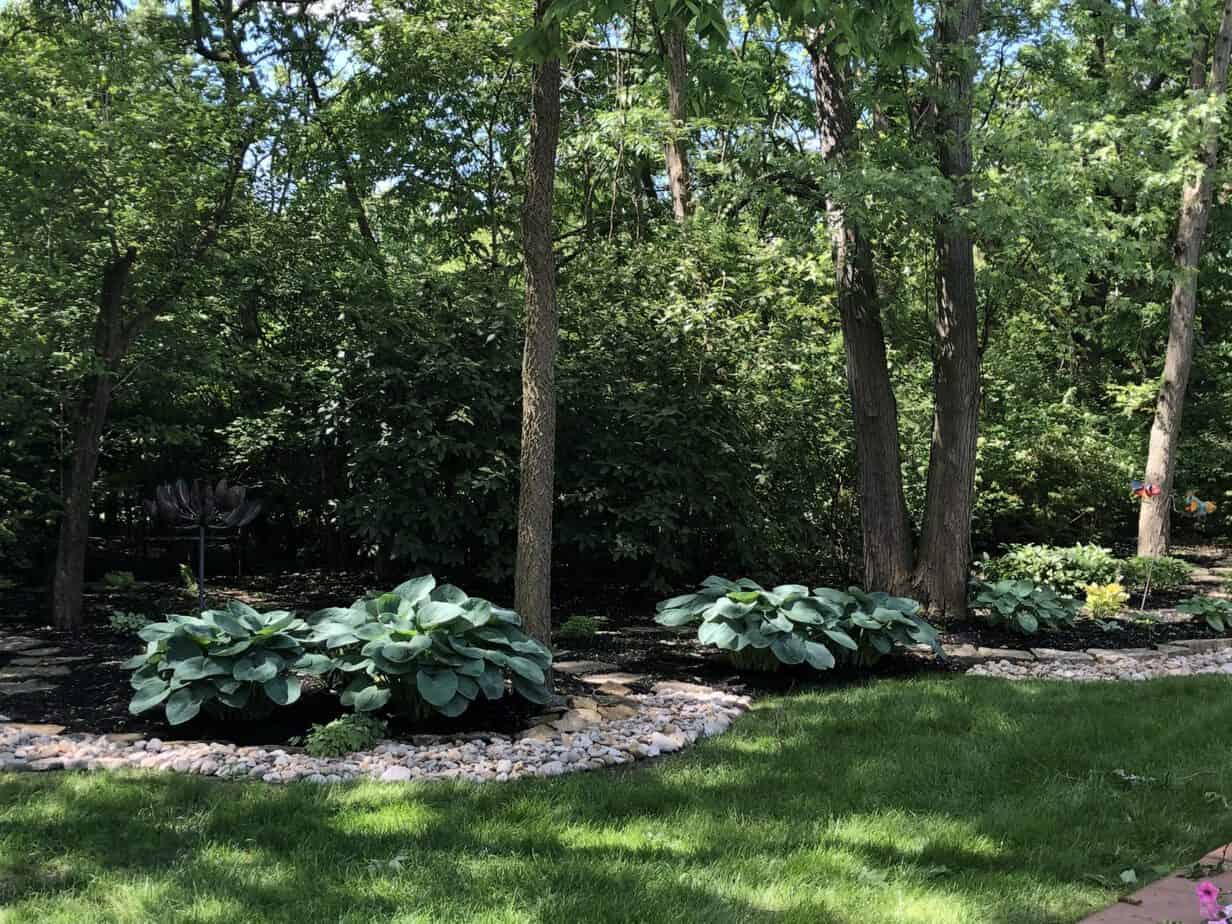HOSTAS: the lazy gal's gardening secret - two dandelions