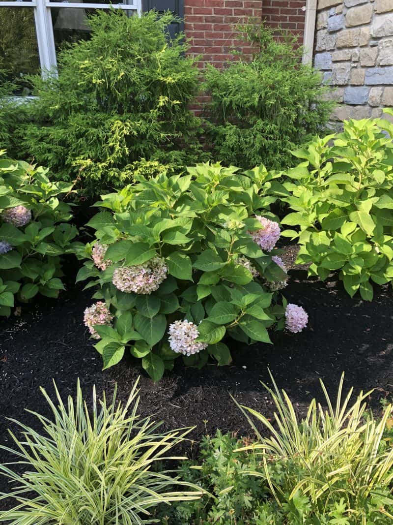 Hydrangeas gone wild - two dandelions